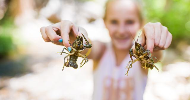 A young guest holding up two crawdads caught in the creek